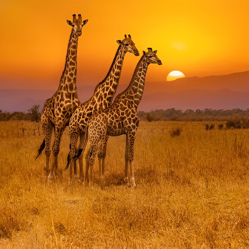 Sazi Viagens - África (5)