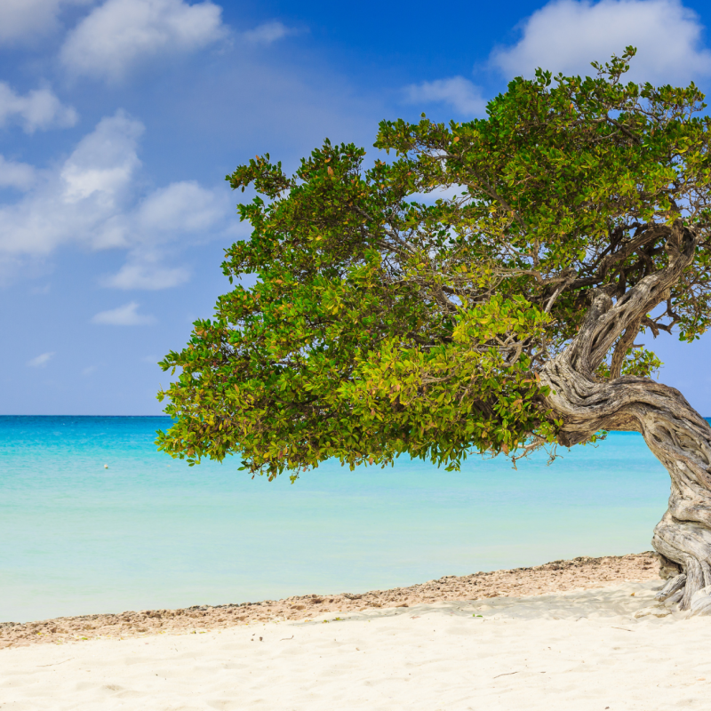 Sazi Viagens - Aruba (1)