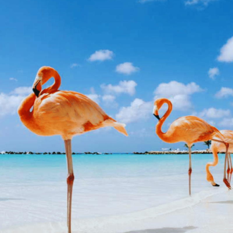Sazi Viagens - Aruba (4)