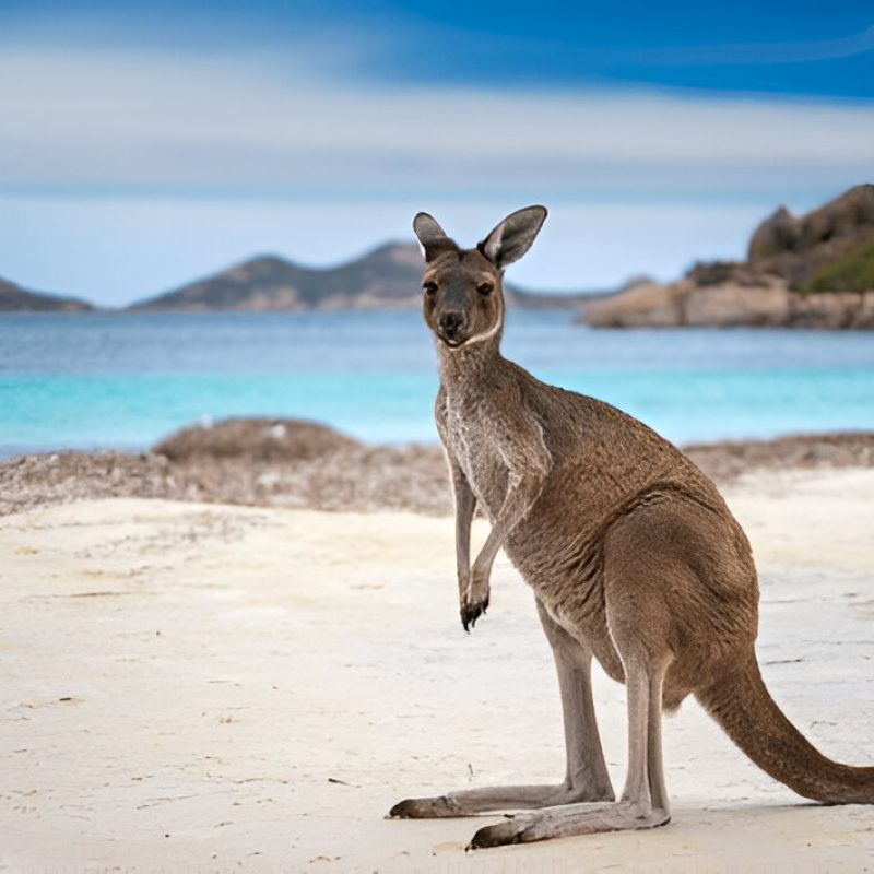 Sazi Viagens - Austrália (1)