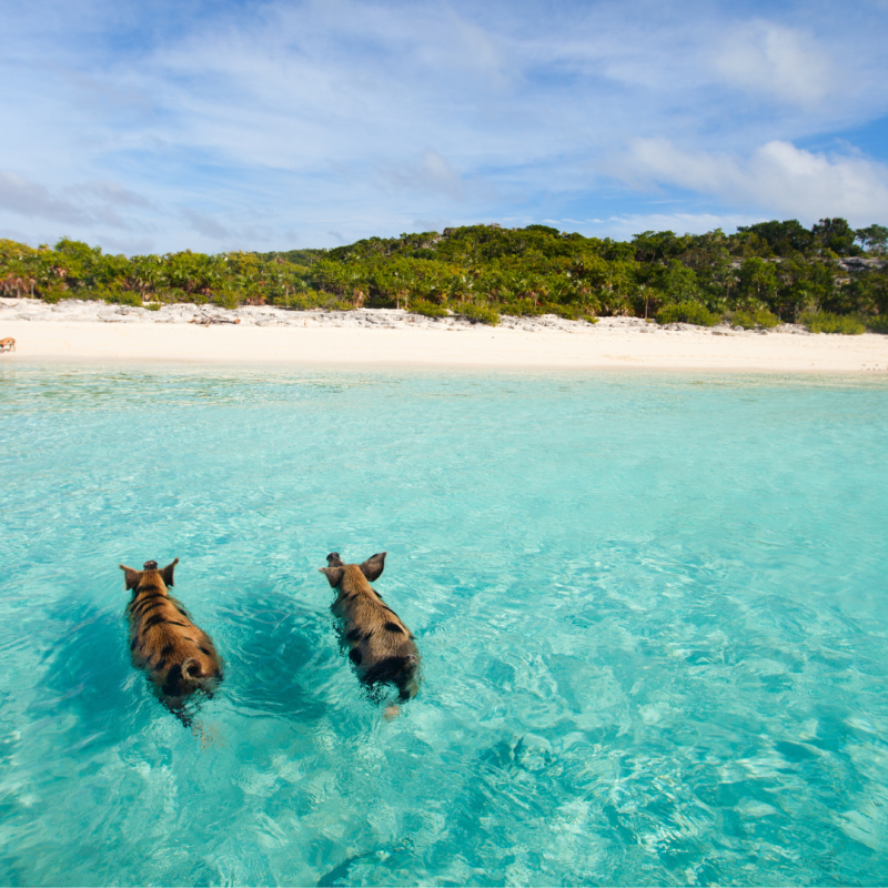 Sazi Viagens - Bahamas (2)