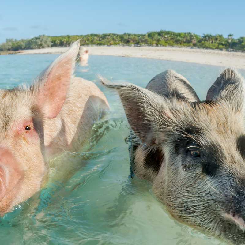 Sazi Viagens - Bahamas (3)