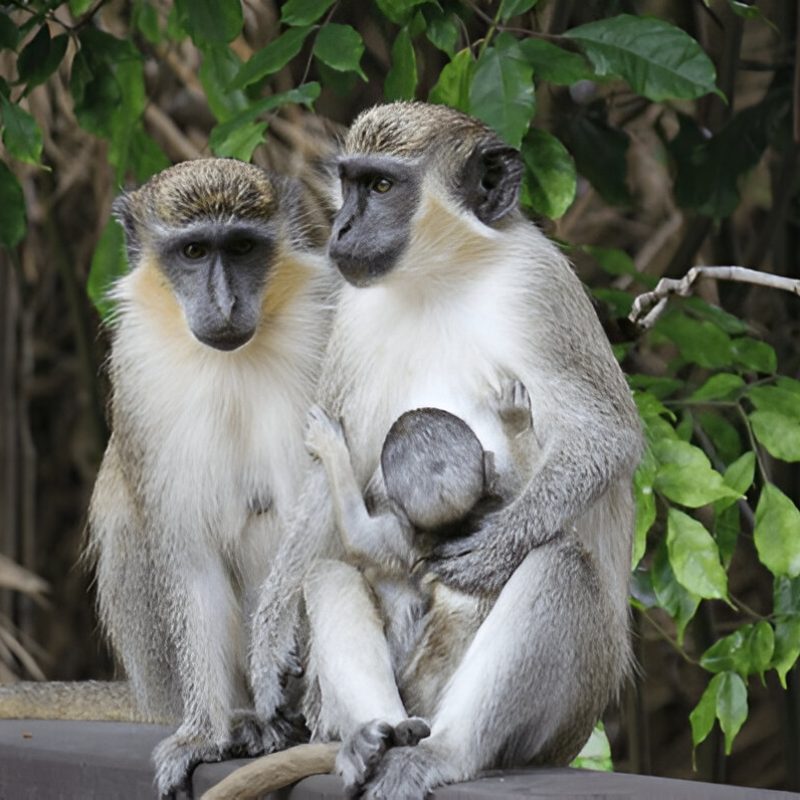 Sazi Viagens - Barbados (2)