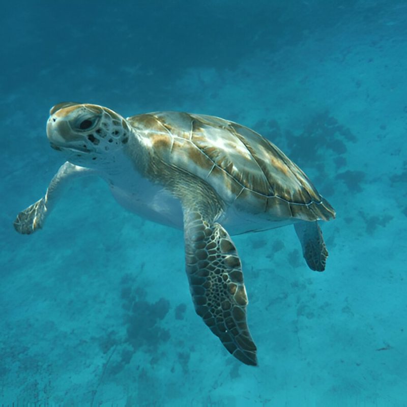 Sazi Viagens - Barbados (3)