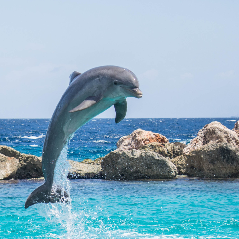 Sazi Viagens - Curaçao (4)