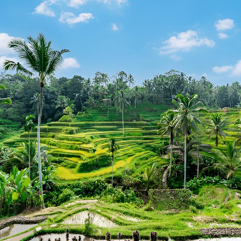 Sazi Viagens - Indonesia (8)
